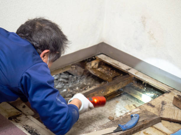 Best Attic Mold Removal  in Copeland, OK