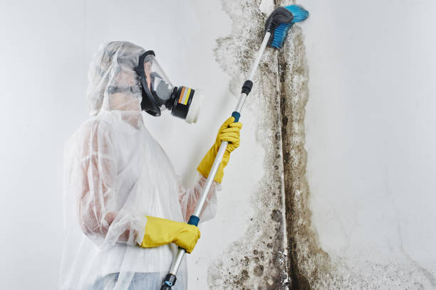 Best Mold Removal Specialists  in Copeland, OK