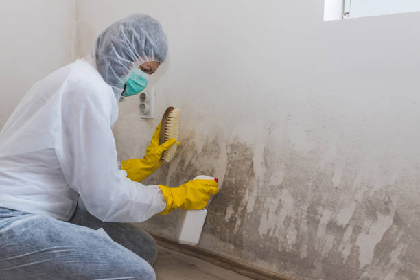 Best Toxic Mold Removal  in Copeland, OK