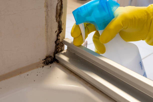 Trusted Copeland, OK Mold Removal Experts