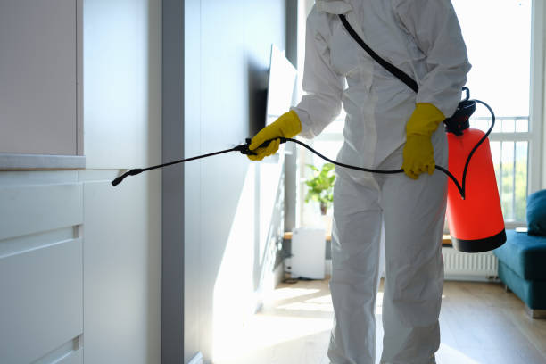 Best Emergency Mold Removal  in Copeland, OK