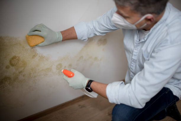 Best Fast Mold Removal  in Copeland, OK