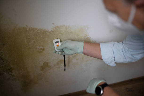 Best Emergency Mold Removal  in Copeland, OK