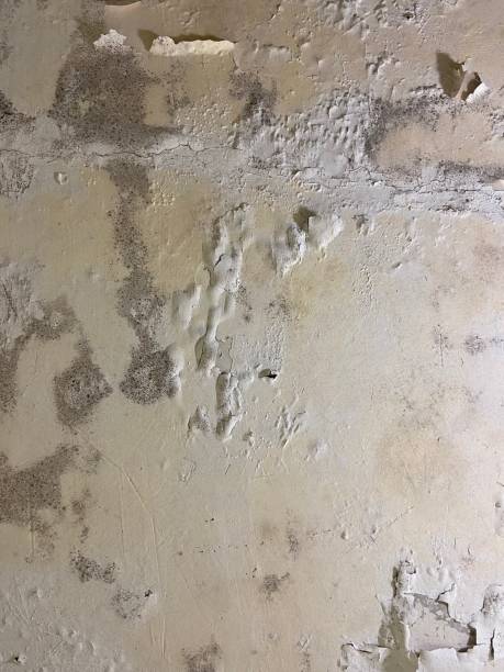 Mold Removal and Inspection in Copeland, OK